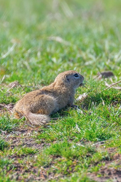 Souslik (Spermophilus citellus) Ardilla de tierra europea en el entorno natural