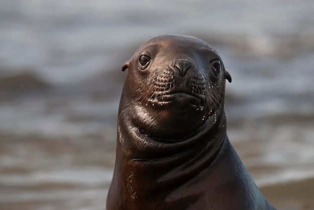 SOUTH AMERICAN SEA LION pupPeninsula Valdes ChubutPatagonien Argentinien