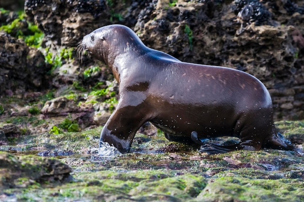 SOUTH AMERICAN SEA LION pupPeninsula Valdes ChubutPatagonien Argentinien