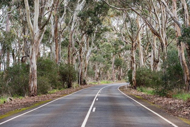 South Australia Road im Eukalyptuswald