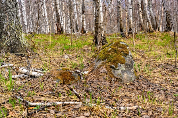 South ural kurumnik pedras musgo de paralelepípedos com uma vegetação paisagística única e diversidade de nat