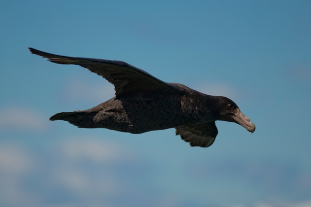 Southern Giant Petrel fliegen