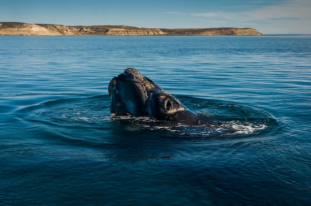 Southern Right Whale Atmen, Halbinsel Valdes, Provinz Chubut, Patagonien, Argentinien.