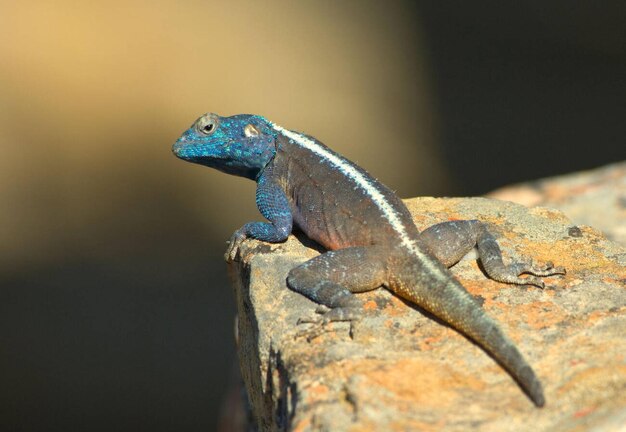 Southern Rock Agama Lizard Agama atra Namaqualand Nordkap Südafrika Stockfoto