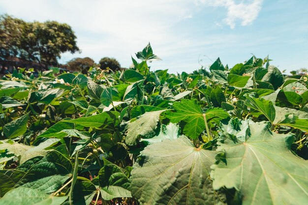 Soy Green Beans Plantation Farm am sonnigen Frühlingstag neben einer Autobahn in Brasilien