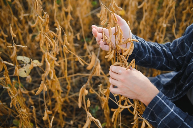 Foto la soya en la mano la soya de élite en la mano del agricultor sosteniendo sus dedos llenos de vainas de soya la temporada de cosecha de otoño la cosecha de otoño foto macro en primer plano