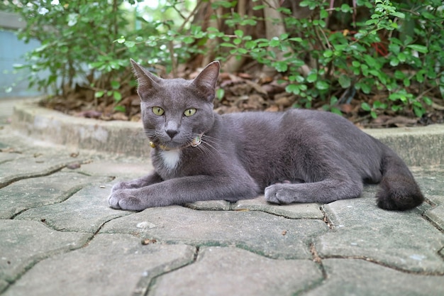Sozinho gato cinzento escuro bonito com olhos amarelos olhando e sentado no chão de concreto