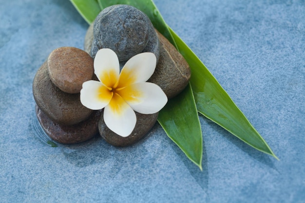 Spa-Blume zwischen Steinen mit grünen Blättern für Massageraum