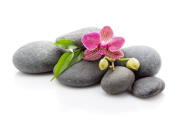 Spa de massagem com pedras e flores de orquídea