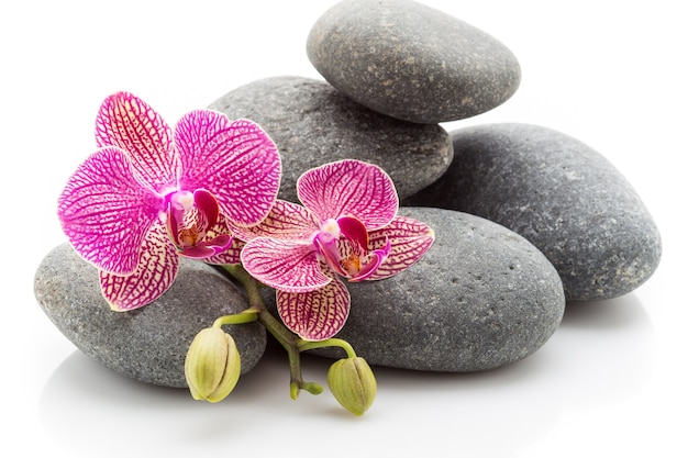 Spa masage piedras y orquídeas aisladas sobre fondo blanco.