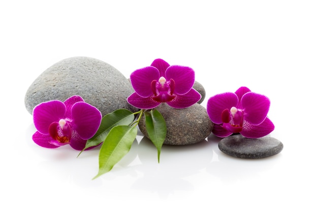 Spa masage piedras y orquídeas aisladas sobre fondo blanco.