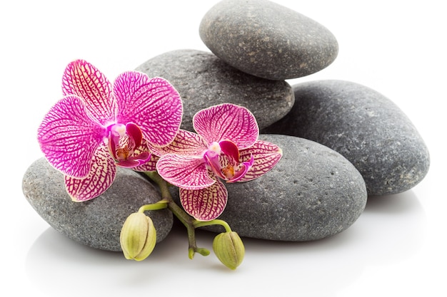 Spa masaje piedras y flores de orquídeas