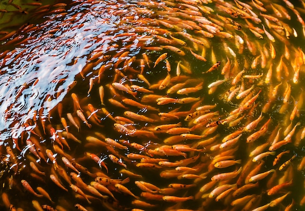 Spa de pescado o masaje y terapia de pescado en Sri Lanka