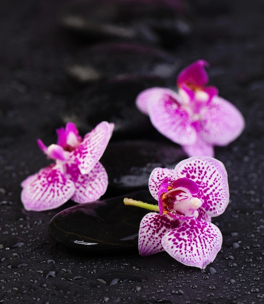 Spa-Schönheits- und Massagekonzept Natürliche Orchideen mit Zen-Steinen