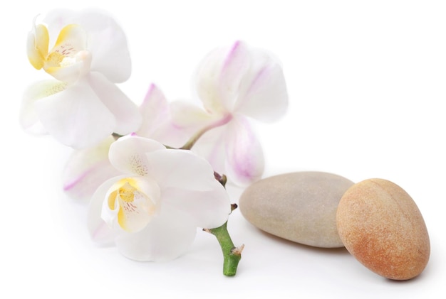 Foto spa-stein mit orchideenblüte