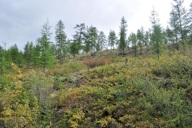 Spärliche Bergtaiga in Jakutien