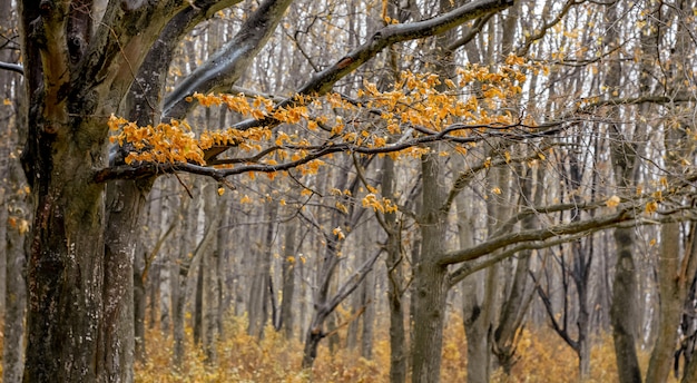 Spätherbst im Wald. Zweig mit gelben Blättern auf kahlen Bäumen