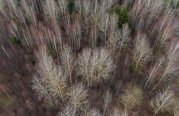 Spätherbst im Wald