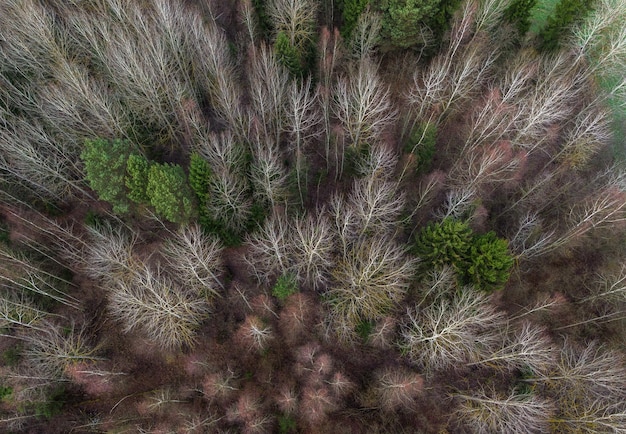 Spätherbst im Wald