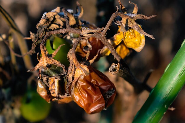 Spätherbst-Tomaten, die auf Pfählen aufgeblieben sind, die von Winterfrosten eingenommen wurden