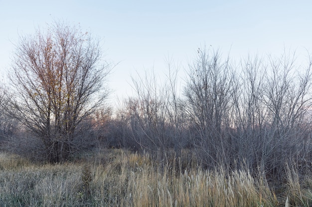 Spätherbstbäume trocknen Gras und Laub im Freien Herbstnatur