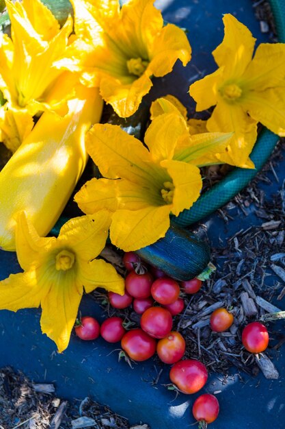 Spätsommer im Bio-Gemeindegemüsegarten.