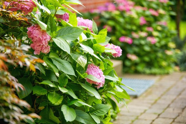 Spätsommergarten Ein Foto des Gartens im Spätsommer