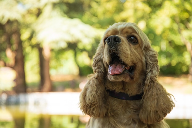 Spaniel americano concepto de mascota y perro mejor amigo