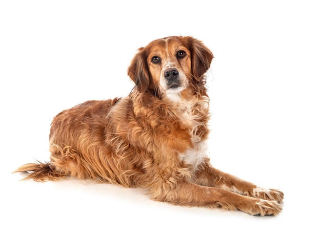 Spaniel de Bretaña aislado en blanco