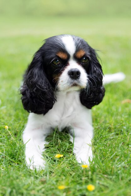 Spaniel cavalheiro bonito no jardim