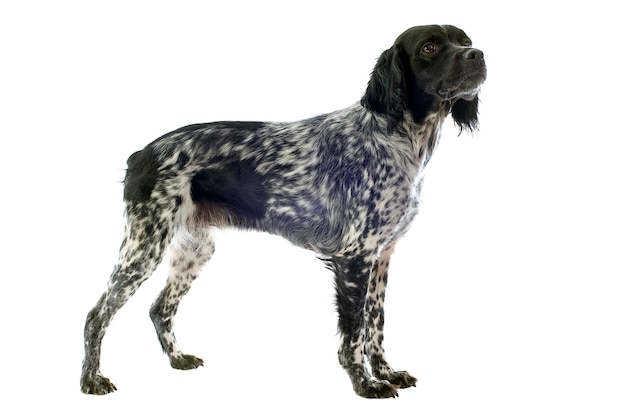 Spaniel da Bretanha