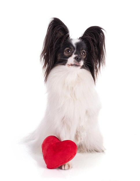 Spaniel de brinquedo continental, papillon Cão com um coração de tecido isolado no fundo branco em estúdio