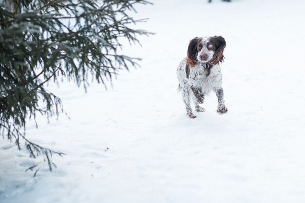 Spaniel de chocolate engraçado com olhos diferentes correndo no inverno.