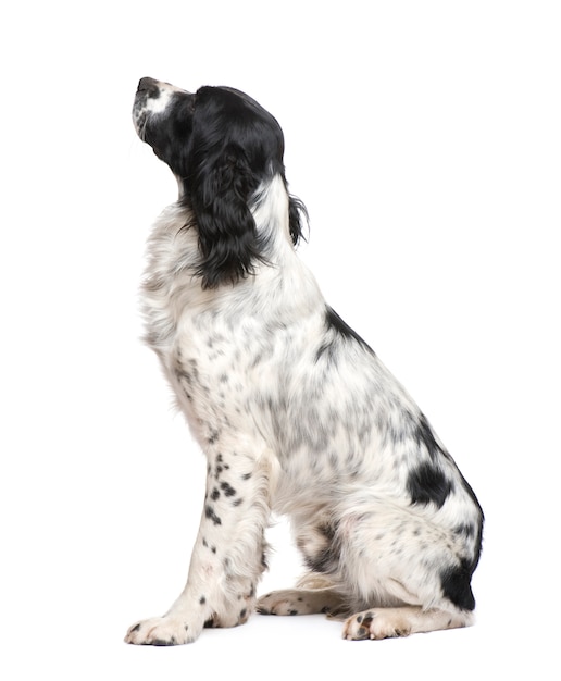 Spaniel de springer inglês com 1 ano.