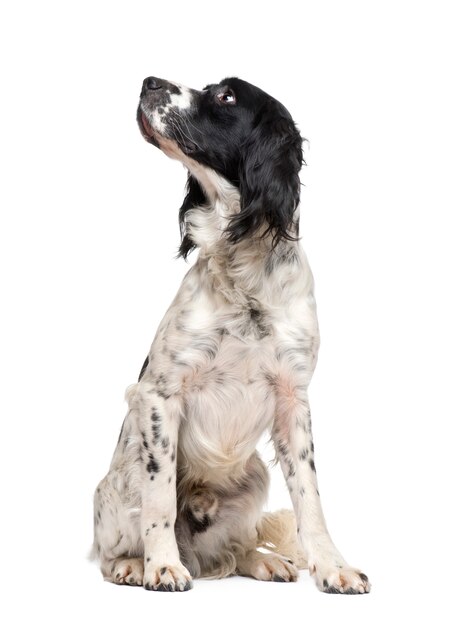 Spaniel de Springer inglês com 1 ano.
