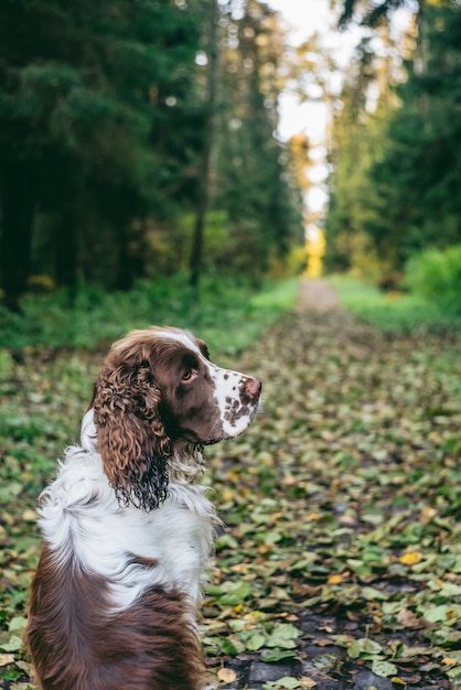 Spaniel des englischen Springers des Hundebrotes sitzt im Herbstwald. Hund ist alleine von hinten, sitzt und wartet auf den Besitzer.