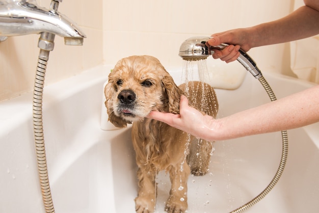 Spaniel se está duchando