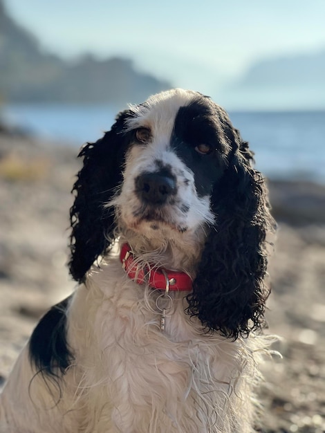 Foto el spaniel francés en dorio