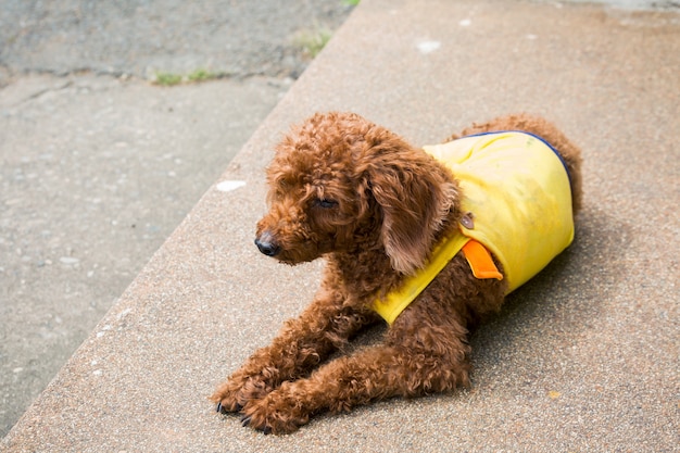 Spaniel Hund auf der Straße liegen