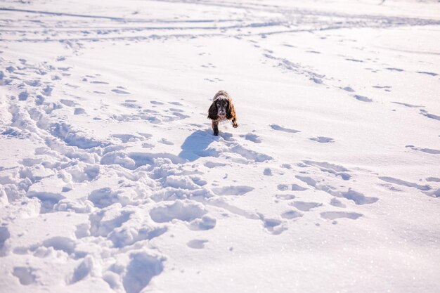 Spaniel marrom russo correndo, brincando, removendo a neve em um campo nevado