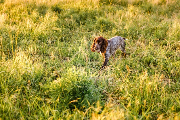 Spaniel marrom russo deitado na grama verde em um campo e iluminado pelo sol poente.