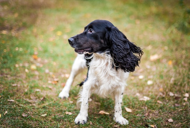 Spaniel ruso retrato de un perro