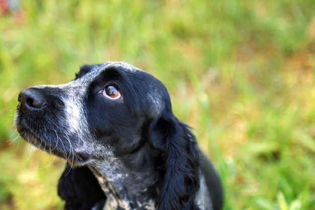 spaniel russo ao ar livre