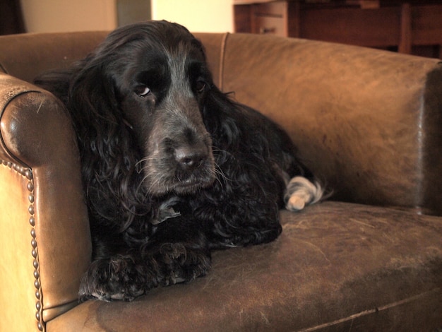 Spaniel sentado en una silla