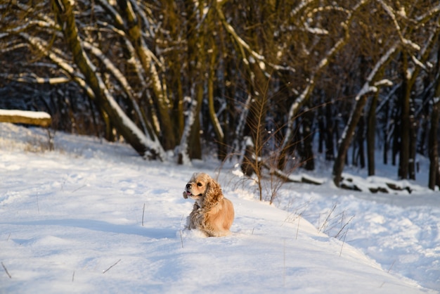 Spaniel vor dem Hintergrund eines verschneiten Waldes