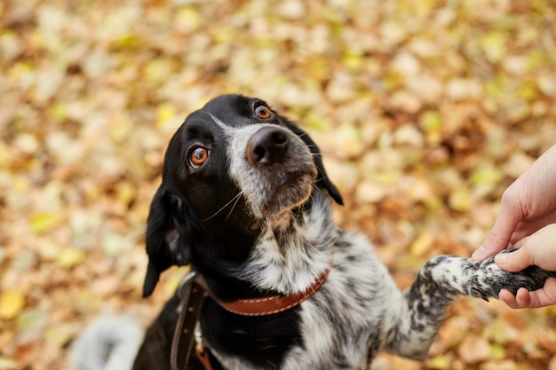 Spanielhund mit langen Ohren geht in den Herbstpark und betrachtet den Inhaber. Hund auf Natur, russischer Spaniel