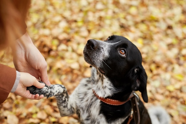 Spanielhund mit langen Ohren geht in den Herbstpark und schaut den Besitzer an. Hund auf Natur, russischer Spaniel