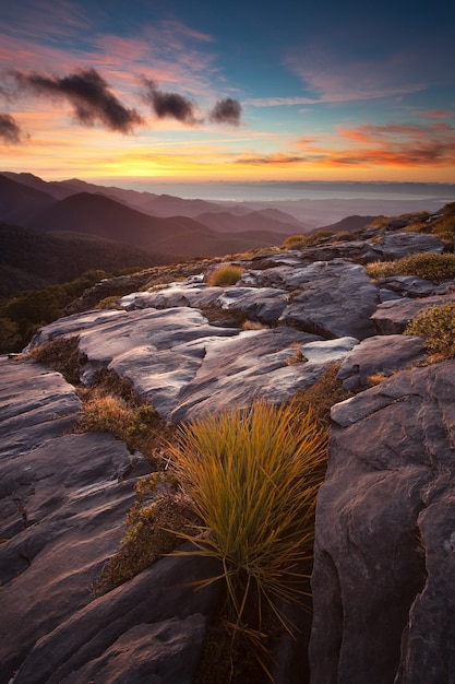 Foto spanier (aciphylla) und karstlandschaft. mt arthur, kahurangi nationalpark, neuseeland