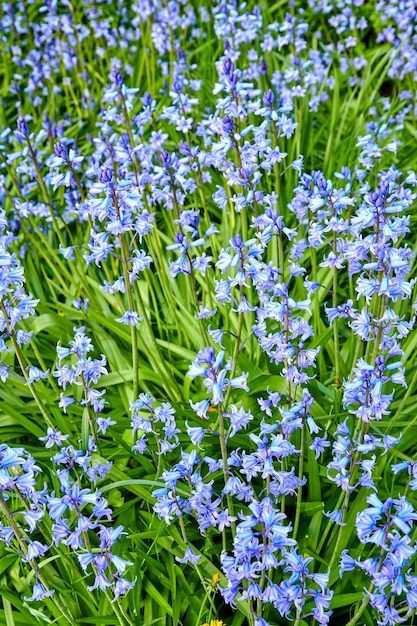 Spanische Glockenblume blüht eine Hyacinthoides-Art, die in einem Feld oder botanischen Garten draußen blüht und blüht Wild blühende Pflanzen gedeihen im Freien in einem Landschaftsgarten von oben