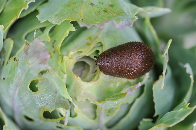 Spanische Wegschnecke (Arion vulgaris) ist eine gefährliche Schädlingszucht. Schnecke frisst Kohl. Selektiver Fokus.